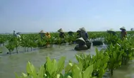 Mangrove Berperan Jaga Pesisir dan Pengembangan Ekonomi Masyarakat
