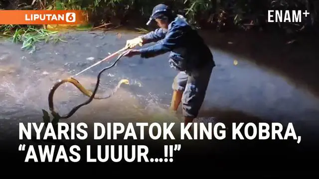 Warga Desa Karanggintung, Kabupaten Cilacap, Jawa Tengah, digegerkan kemunculan seekor ular kobra berukuran hampir empat meter di sekitar permukiman.