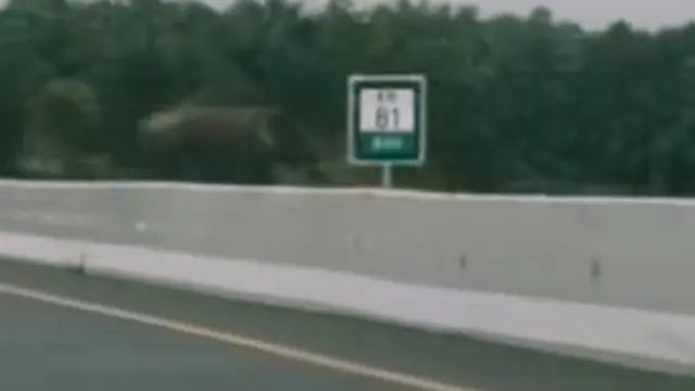 Tangkapan layar gajah melintas di Tol Pekanbaru-Dumai persisnya di kilometer 81.