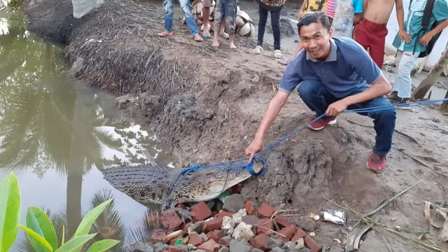 Buaya di Mamuju Mati karena rahangnya diikat terlalu erat (Abdul Rajab Umar/Liputan6.com)