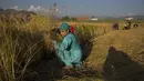 Sejumlah petani memanen padi di sebuah sawah di Desa Awantipora, Distrik Pulwama dekat Kota Srinagar, Kashmir yang dikuasai India (23/9/2020). (Xinhua/Javed Dar)