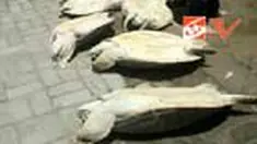 liputan6