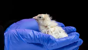 Perusahaan AS Klaim Sukses Tetaskan Anak Ayam dari Telur Buatan