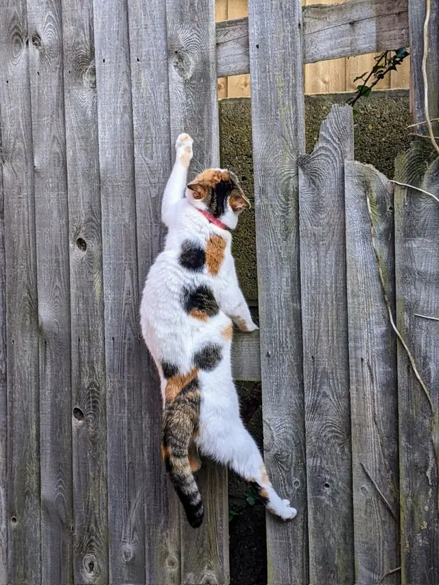 10 Potret Aksi Kucing Memanjat di Dinding Ini Malah Atraksi
