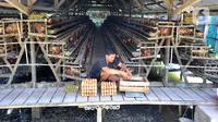 Peternak menimbang telur ayam ras hasil panen di peternakannya di Kampung Kebon Kopi, Pengasinan, Bogor, Kamis  (15/12/2022). Menurut peternak setempat, kenaikan harga telur di tingkat peternak disebabkan tingginya permintaan pasar jelang perayaan Natal dan Tahun Baru. (merdeka.com/Arie Basuki)