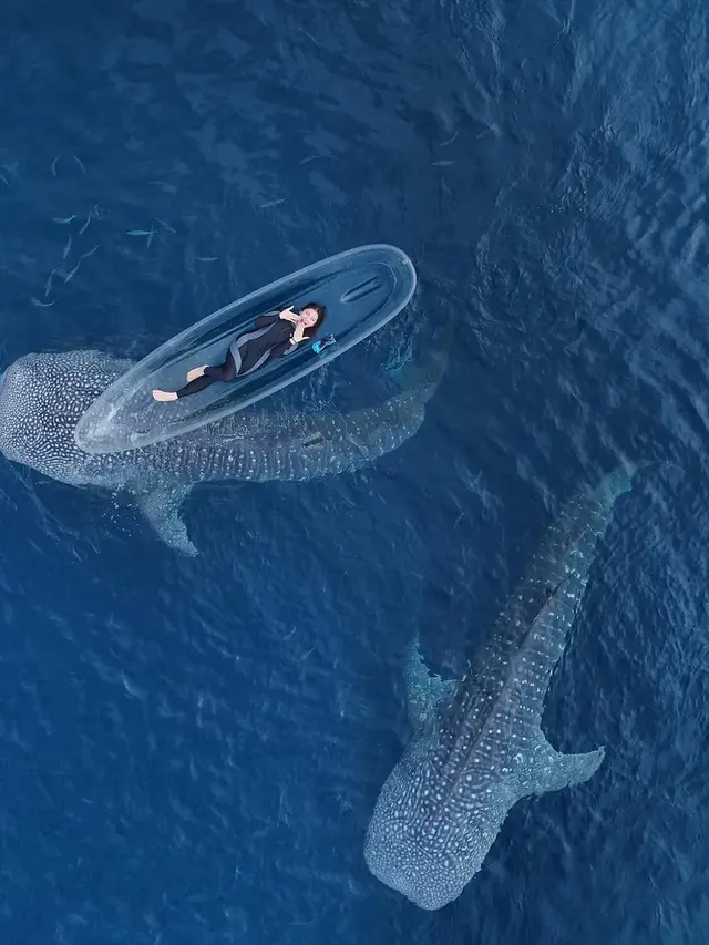 Potret Tiara Andini Berenang Bareng 2 Hiu Paus di Gorontalo. (instagram/tiaraandini)