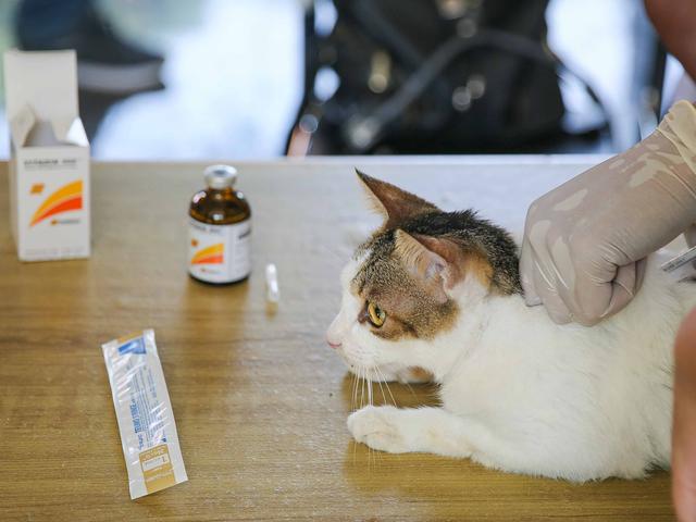 Ini Alasan Pentingnya Vaksin Untuk Kucing Hot Liputan6 Com