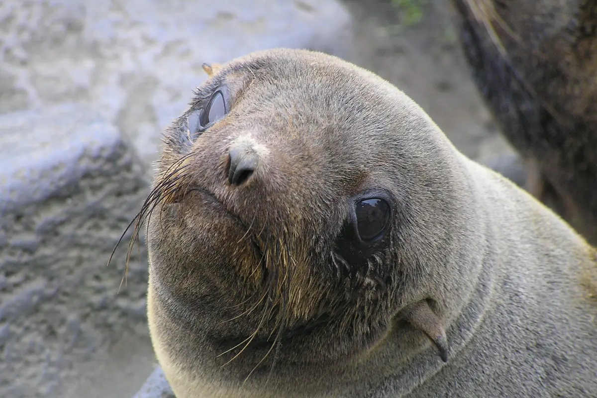 Bayi anjing laut bulu. Foto: Wiki Commons/Greg Thompson, U.S. Fish and Wildlife Service