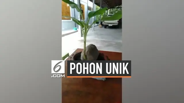 Seorang petani bernama Khun Ake menemukan buah kelapa yang bertunas pohon pisang di halaman rumahnya di Thailand. Tunas tersebut memiliki tinggi 60 cm.
