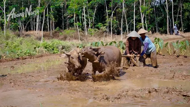 [Fimela] Narji ke sawah