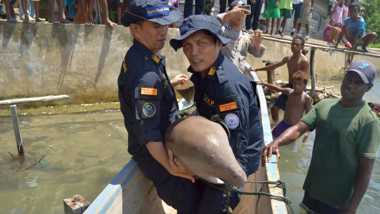 KKP melaksanakan pelepasliaran spesies dilindungi dugong di perairan Distrik Seget, Kabupaten Sorong, Papua Barat, Senin (18/3/2019).