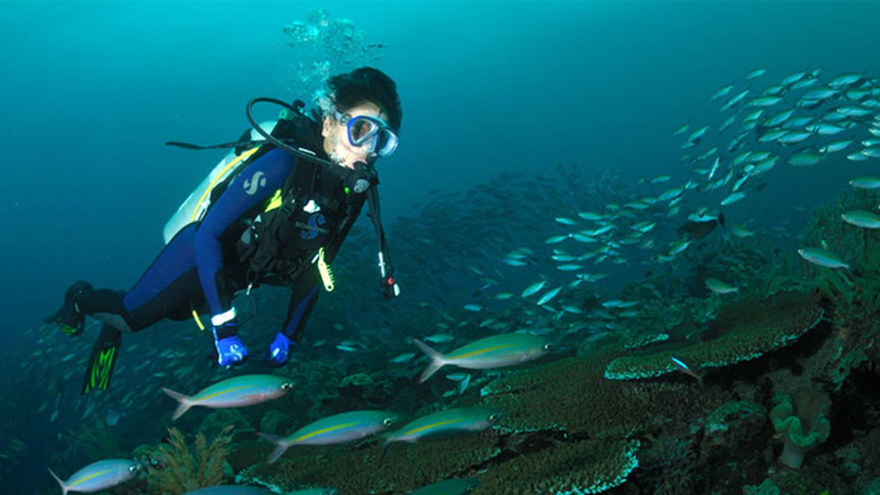5 Surga Bawah Laut di Indonesia yang Jadi Spot Diving Paling Seru