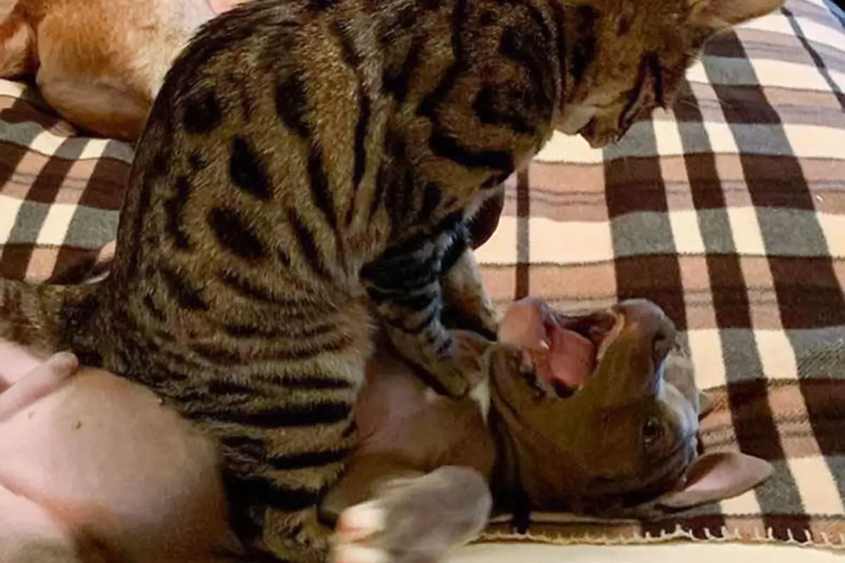 kucing vs anjing