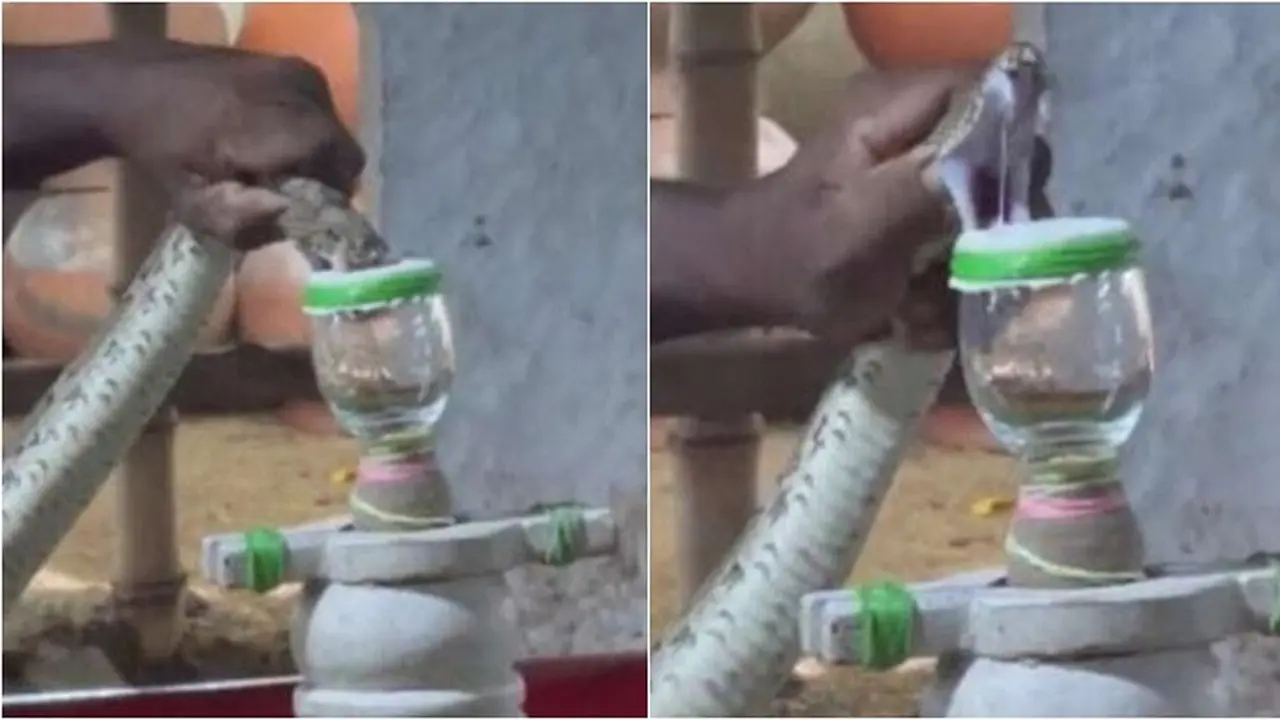 Suku di India Bikin Ekstrak Racun Ular untuk Pengobatan, Cara Buatnya Ini Viral