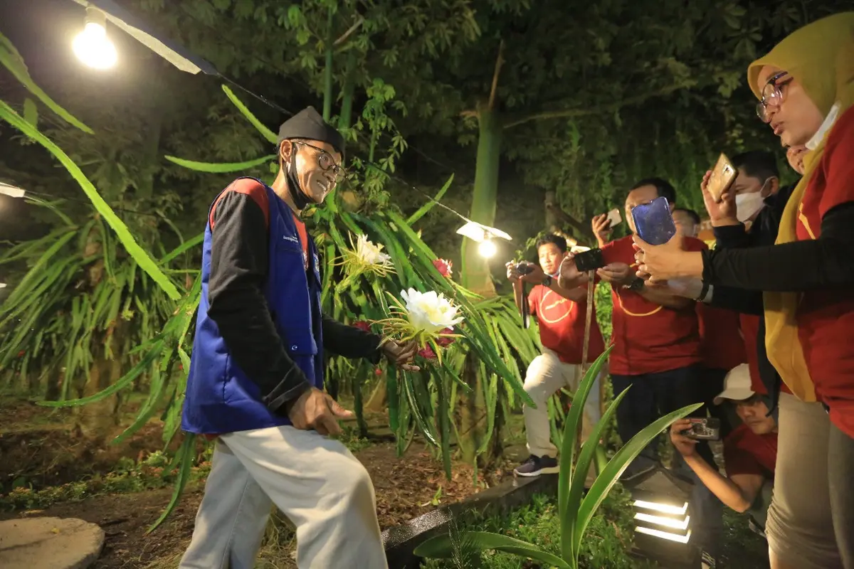 Kebun buah naga di Bayuwangi. (Dian Kurniawan/Liputan6.com)