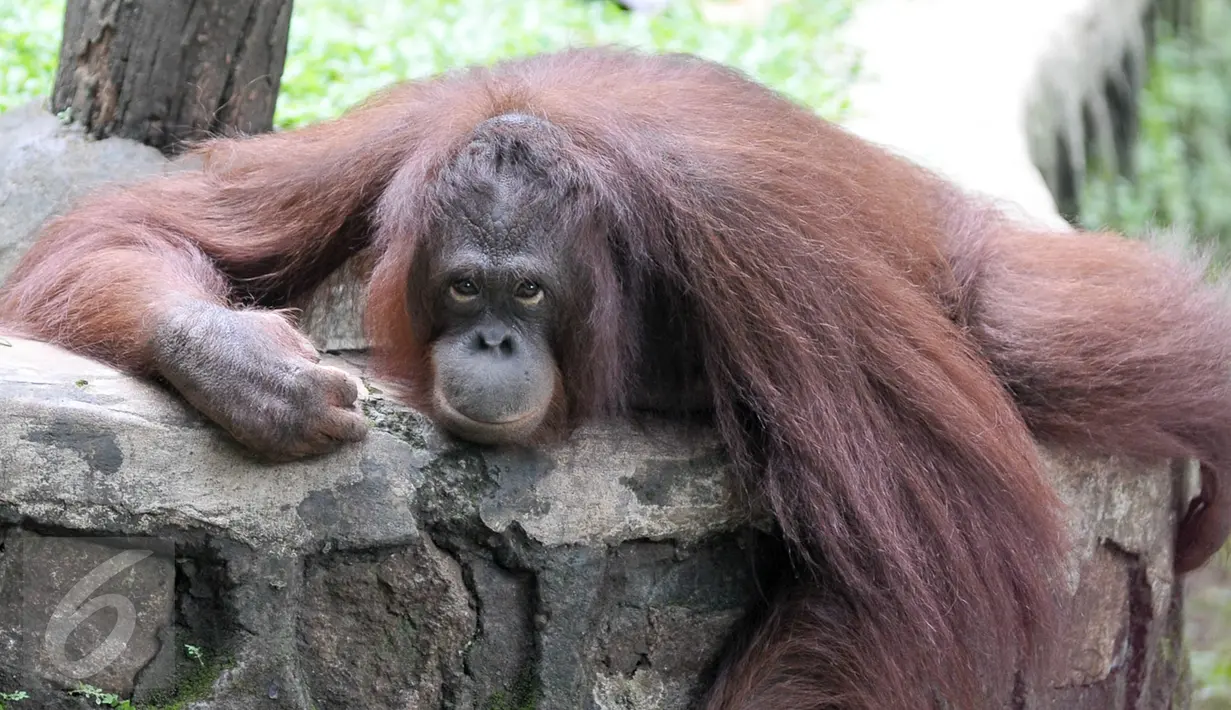 Orang utan Kalimantan yang berada di Taman Margasatwa Ragunan, Jakarta Selatan, Senin (24/4). Manfaatkan libur Isra Mi'raj, warga ajak keluarga liburan di Taman Margasatwa Ragunan. (Liputan6.com/Yoppy Renato)