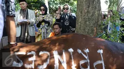 Syahrini menyaksikan proses pemotongan hewan kurbannya di kawasan Bogor, Jawa Barat, Senin (12/9). Syahrini berharap saat Idul Adha tahun depan bisa berkurban lebih dari 3 sapi. (Liputan6.com/Herman Zakharia)