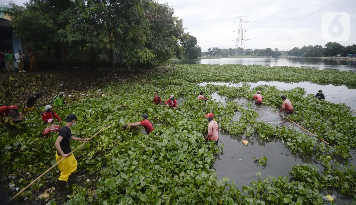 Pekerja dari Dinas Pekerjaan Umum (PU) Kota Tangerang Selatan melakukan pengangkatan eceng gondok di Situ Pamulang, Tangerang Selatan, Banten, Senin (2/11/2020). Eceng gondok yang tumbuh liar hampir menutupi Situ Pamulang mulai dibersihkan. (merdeka.com/Dwi Narwoko)