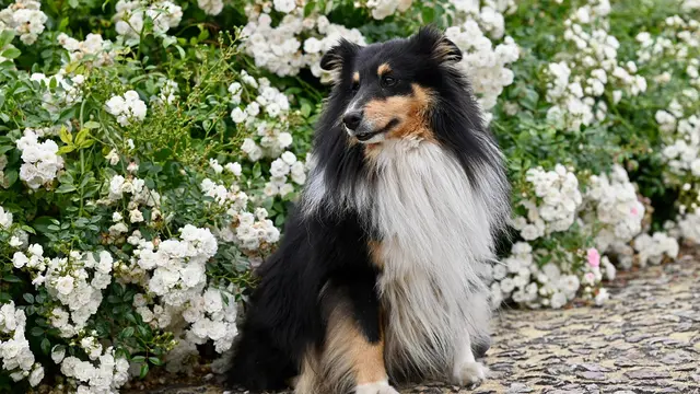 Shetland Sheepdog