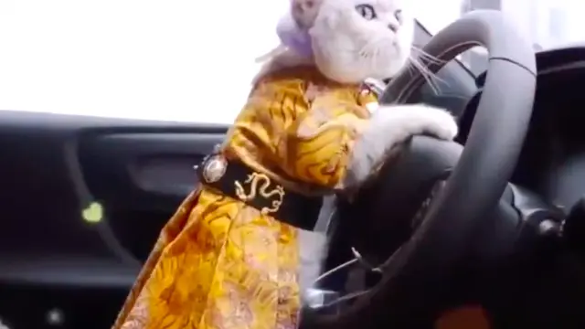 Potret Gemas Mao Mao, Model Kucing yang Dapat Upah Hingga Rp 22 Juta Sekali Tampil. (Sumber: Odditycentral)