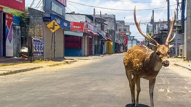 6 Potret Hewan Menyerbu Kota Saat Orang-Orang Karantina Diri di Rumah