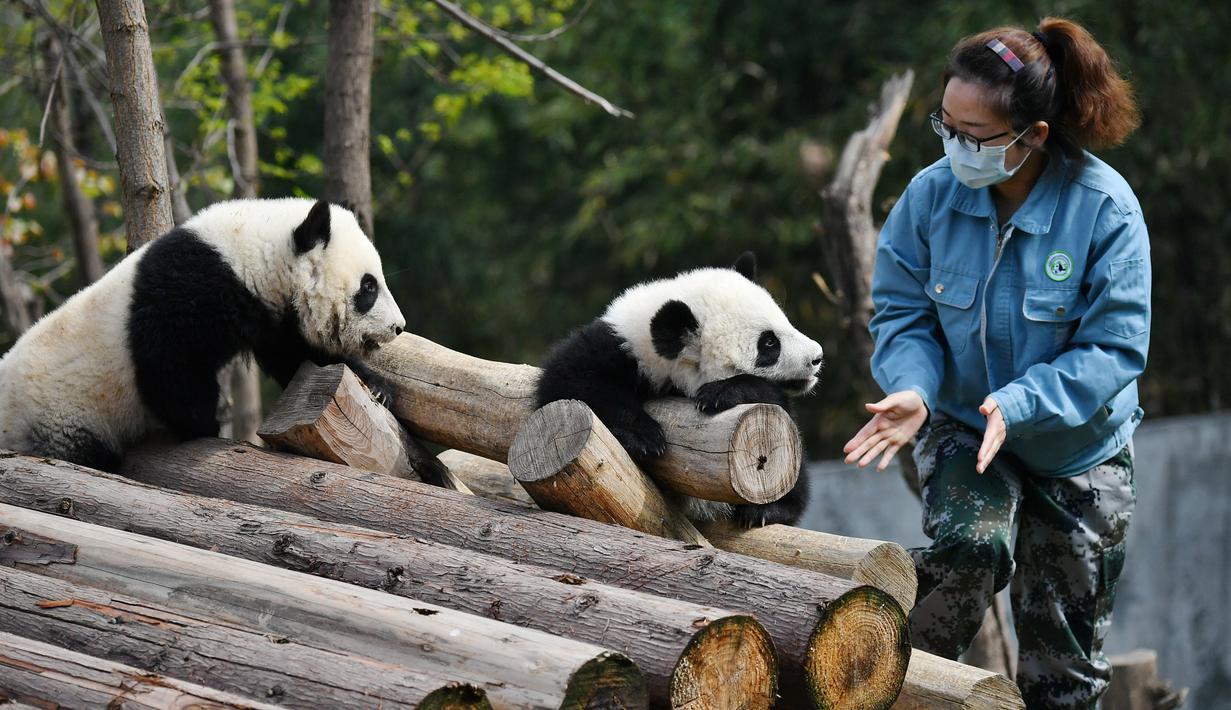 FOTO: Menengok Tiga Anak Panda yang Tumbuh Besar dan Sehat ...