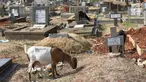 Kambing mencari makan di sekitar TPU Menteng Pulo, Jakarta, Selasa (9/10). Semakin berkurangnya lahan hijau menyebabkan peternak di Ibukota menggembalakan kambing tidak pada tempatnya. (Liputan6.com/Immanuel Antonius)