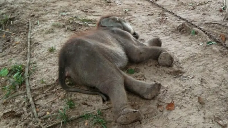 Gajah Puan Pandan Wangi mati di PLG Minas karena mengalami infeksi pencernaan.