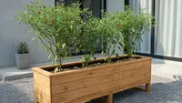 5 Ide Kebun Campur Cabai dan Terong di Lahan 2x2