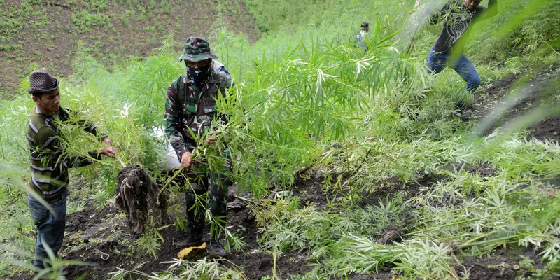 Ladang Ganja 9 Hektar Dimusnahkan Petugas Gabungan di Aceh Besar