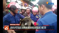 Warga menduga ular sanca kuning berbintik hitam itu milik seorang warga yang memeliharanya.