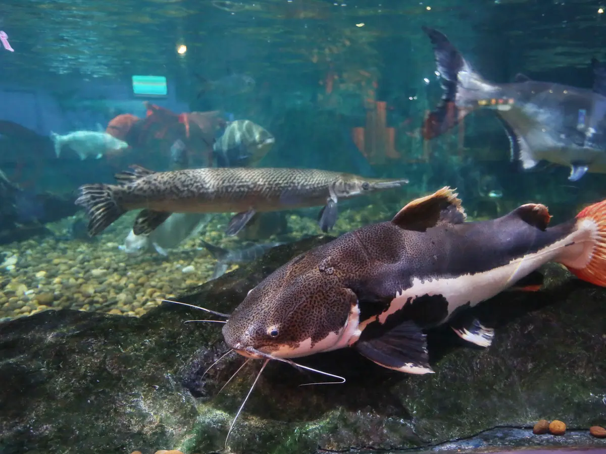 Arti Mimpi Melihat Ikan Berenang Melawan Arus: Pertanda Baik?