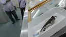 Peneliti menunjukkan burung Myzomela Prawiradilagae di Pusat Penelitian Biologi LIPI, Bogor, Selasa (8/10/2019). Burung jenis baru Myzomela Prawiradilagae diketemukan di Pulau Alor NTT. (merdeka.com/Arie Basuki)