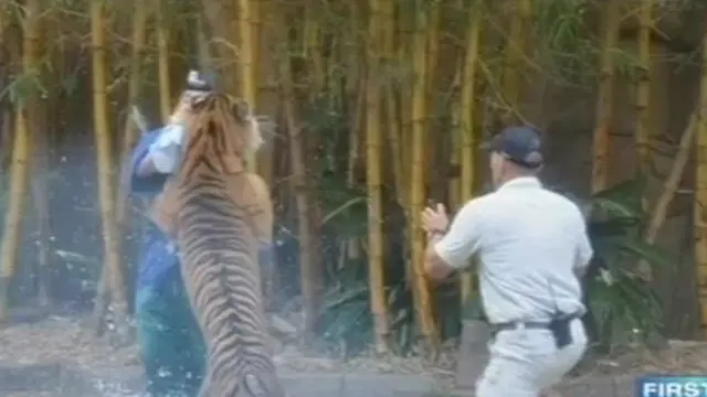 [VIDEO] Roar! Harimau Gigit Leher Pelatihnya