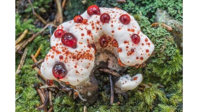 6 Bentuk Jamur Paling Unik di Dunia, Ada yang Mirip Daging Sapi
