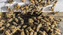 <p>Lebah berkerumun di atas sarang di tempat pemeliharaan lebah selama musim panen tahunan di Khan Yunis di Jalur Gaza selatan pada 9 Mei 2022. Beberapa peternak juga memanfaatkan lebah untuk terapi kesehatan melalui sengatannya. (SAID KHATIB / AFP)</p>