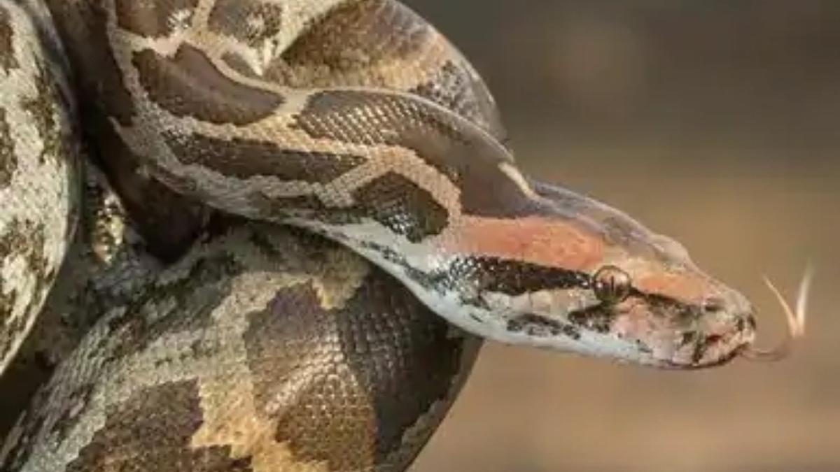 Bisakah Ular Peliharaan Mengusir Tikus? Berikut Fakta, Risiko, dan Alternatif Pengendalian Hama