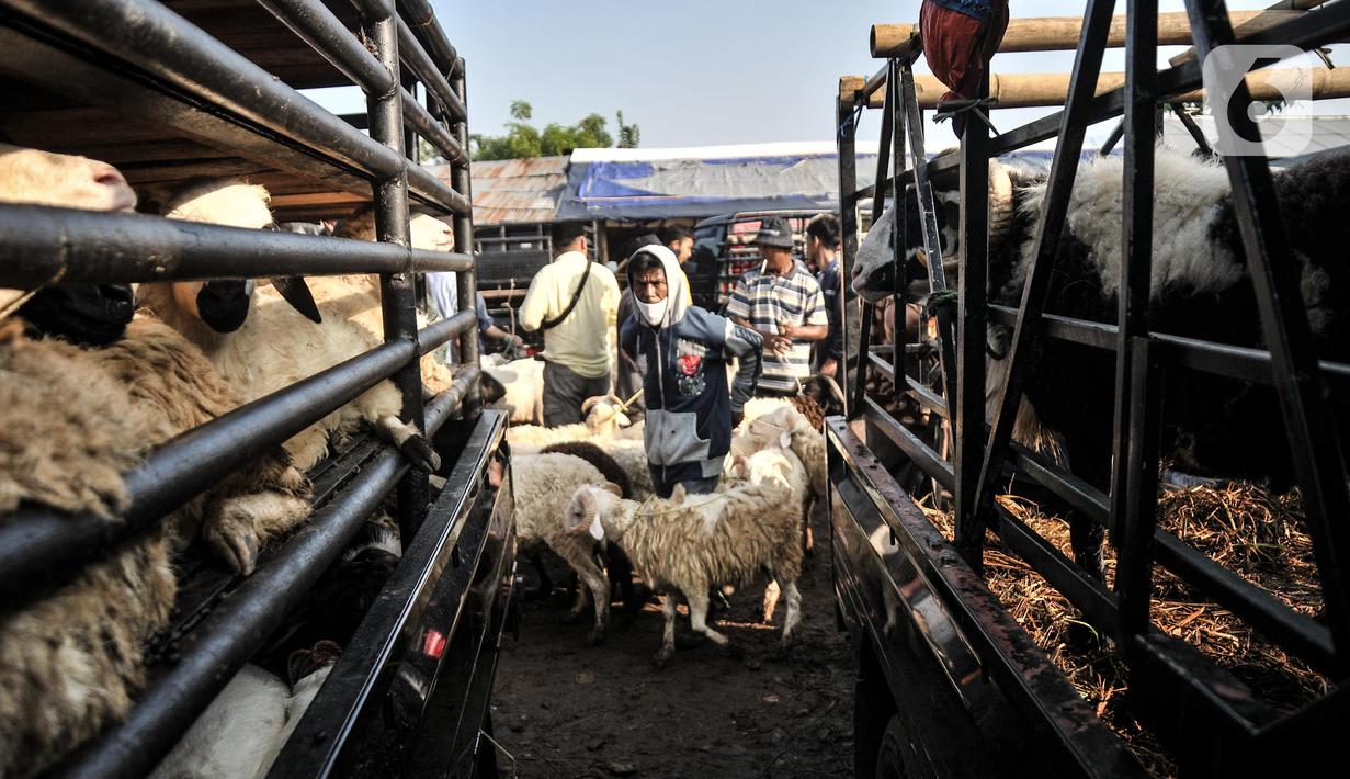 Pedagang menggiring domba yang akan dijual di Pasar Hewan Jonggol, Kabupaten Bogor, Jawa Barat, Kamis (7/7/2022). Harga hewan kurban di pasar ini cenderung lebih murah dari tempat lain, untuk sapi dijual kisaran Rp7 juta-Rp70 juta per ekor, sementara domba dibanderol mulai Rp1,5 juta-Rp6 juta per ekor. (merdeka.com/Iqbal S Nugroho)
