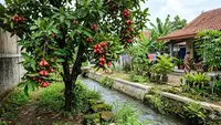 7 Pohon Buah yang Justru Tumbuh Subur di Dekat Saluran Air, Pilihan Tanaman Produktif yang Tahan Air