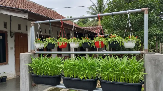 Rak Bertingkat untuk Kangkung dan Cabai Rawit Gantung