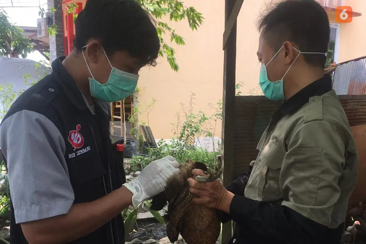 Flu Burung Bontang