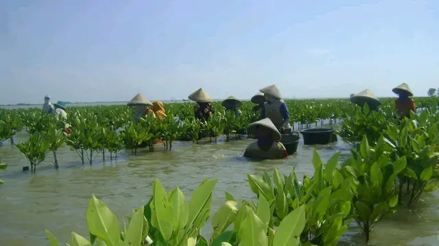 Manuver Luar Biasa Raja 3,5 Juta Mangrove Pantura