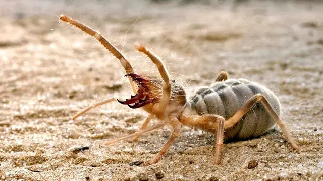 Camel Spiders (Laba-laba Unta)