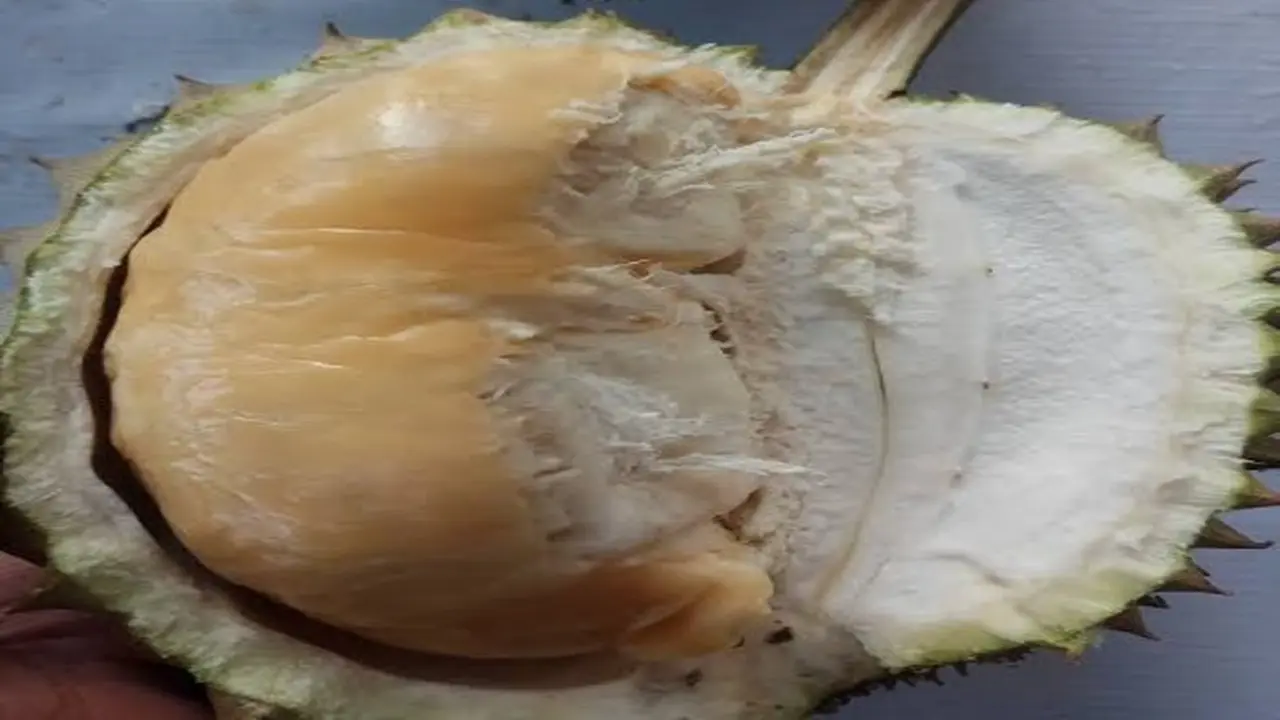 Menikmati Keunikan Durian Merica Mojokerto yang Bikin Ketagihan