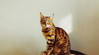 9 cat breeds that look like a tiger. (Photo: Igor Karimov 🇺🇦/Unsplash)