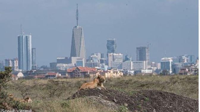 Nairobi National Park di Kenya. foto: @sonia_wildside. (dok.Instagram @nairobi_national_park/https://www.instagram.com/p/B3JscLwg2y3/Henry)