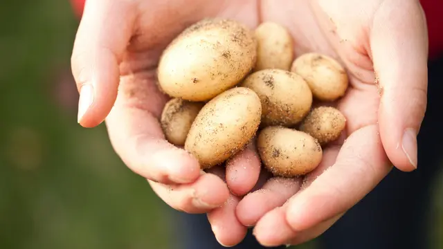 Mendukung Sistem Kekebalan Tubuh