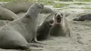 Sekelompok gajah laut dan anak-anak mereka mengambil alih Pantai Drakes di California, Jumat (1/2). Pantai dan jalanan di sekitar ditutup sementara untuk kendaraan bermotor, sepeda, dan pejalan kaki terkait aktivitas para gajah laut ini. (AP/Eric Risberg)