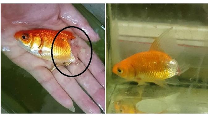 Enggak Disangka Wanita Ini Berhasil Selamatkan Ikan  Hias  