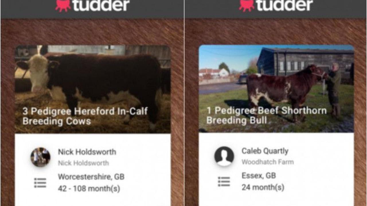 Seperti Manusia, Kini Sapi Perah Cari Jodoh Lewat Aplikasi Kencan